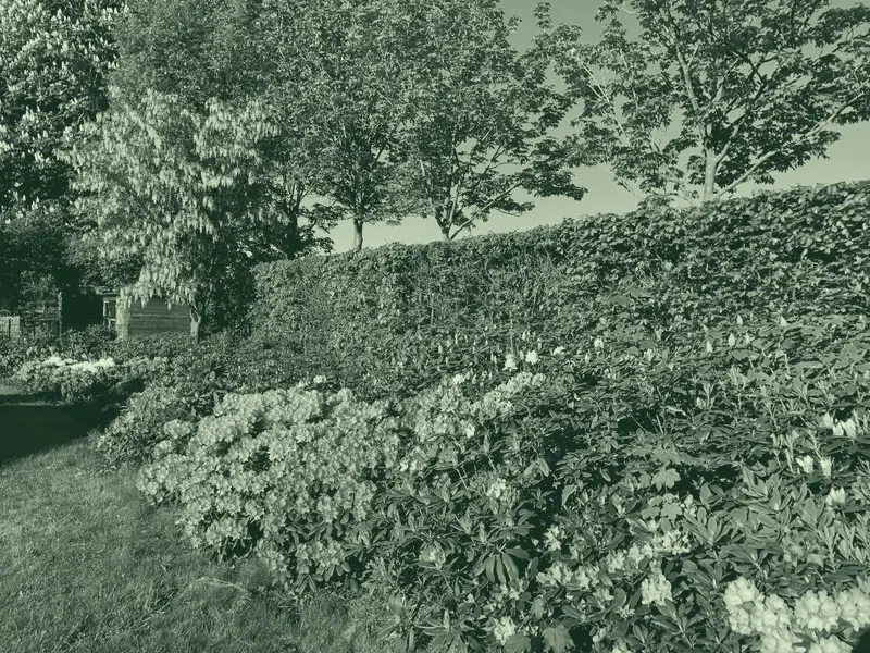 Rododendrons in bloei langs een gazon