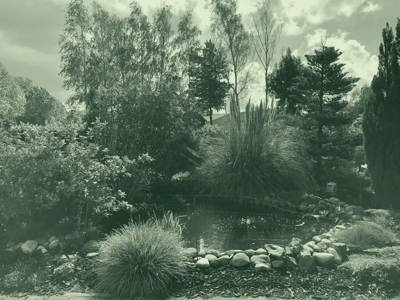 Tuin met vijver, siergrassen, keien en bloeiende heesters